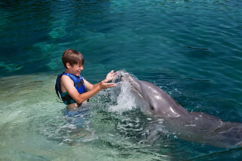 Swimmers greeting a dolphin during an in-water encounter on a dolphin tour near Playa del Carmen, Mexico