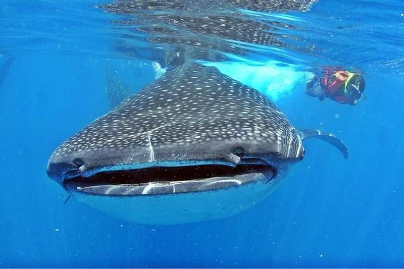 Whale shark swimming beside a snorkeler on a whale shark tour from Playa del Carmen, Mexico